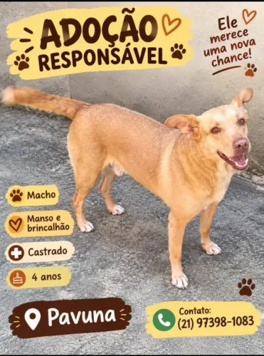 Adoção Cachorro - Zona Norte - Rio de Janeiro
