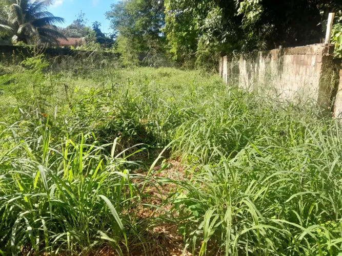 Limpeza de terrenos 