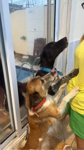 CACHORRINHAS MAE E FILHA PARA ADOÇÃO URGENTE !!!