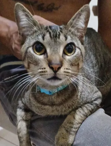 Doação de gatos castrado 