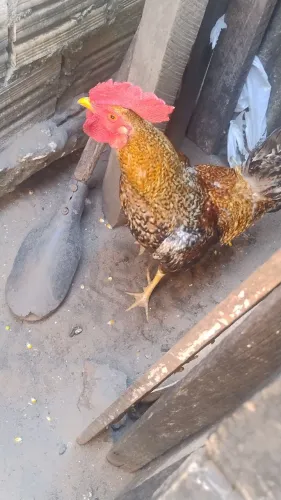 Vendo galo caipira