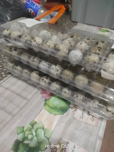 Vendo ovos de codorna gigante galado