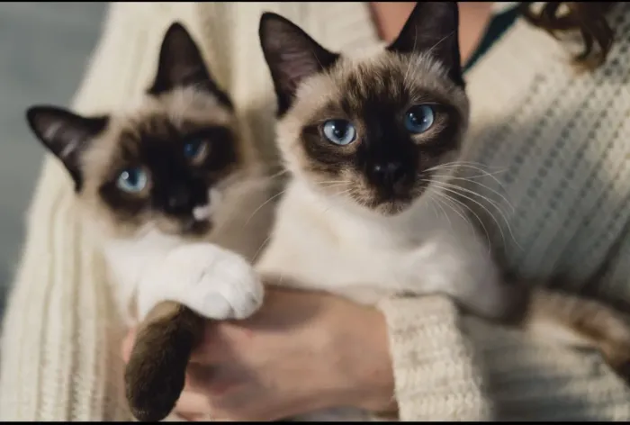 Gatinhos siamês