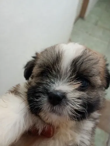 Lhasa Apso filhote macho