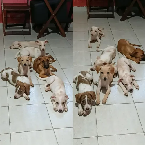 Doa-se filhotes de 3 meses