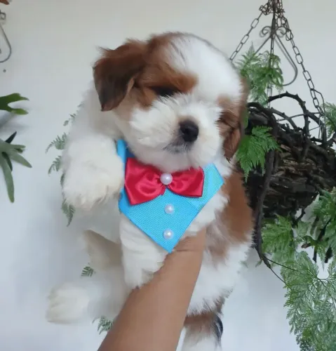 Filhote Lhasa apso MACHO
