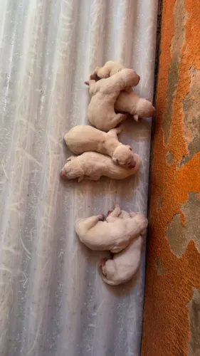 Filhotes de Dálmatas disponíveis para venda !