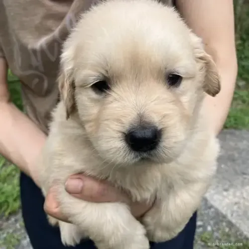 Cachorro filhote pelagem volumosa Golden Retriever