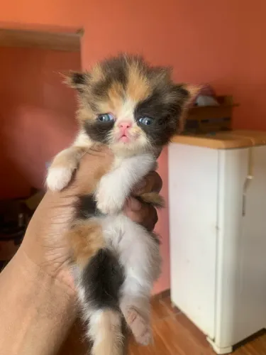 Gato persas fêmeas 