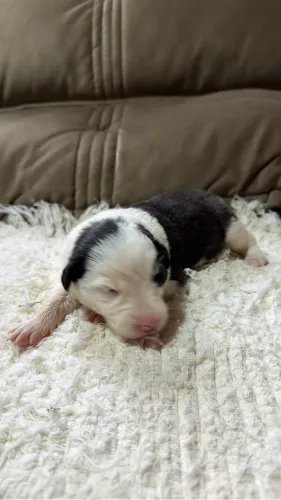 Filhotes de Border collie