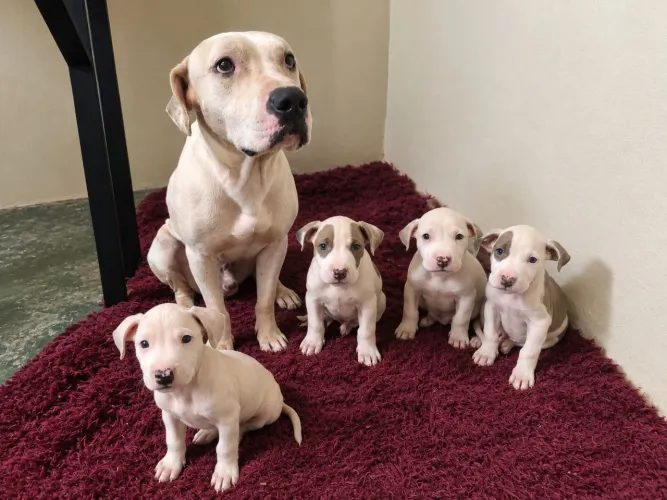 Filhotes de Pit bull