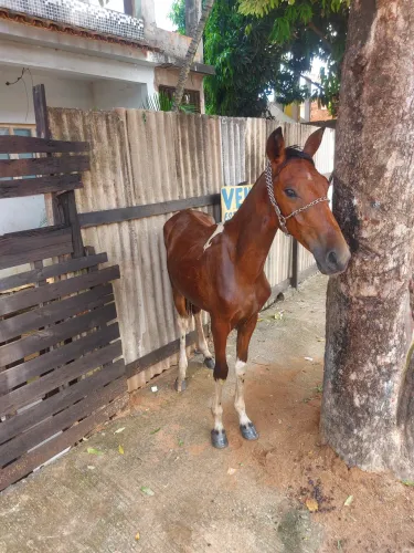 Cavalo