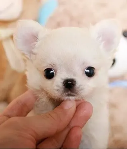 chihuahua 