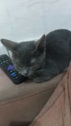 Estou dando uma gatinha fofa demais em adoção