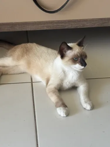 Gato macho para doação 