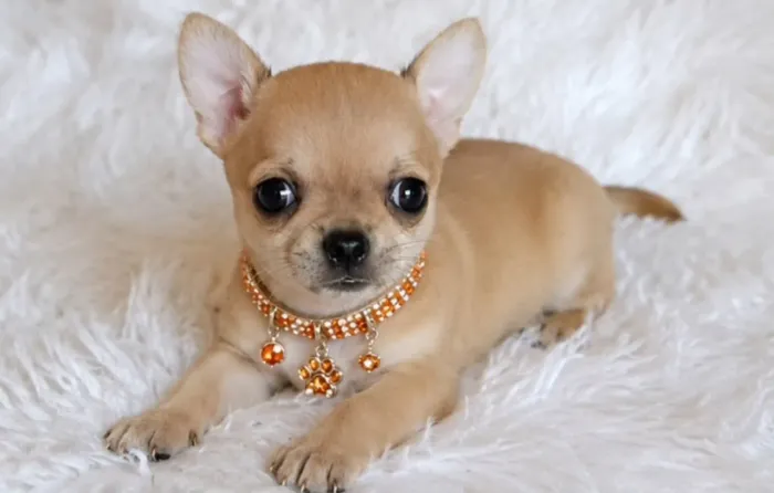 Chihuahua fêmea pequenininha