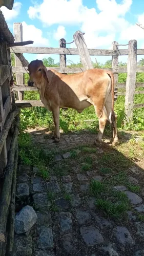Novilha