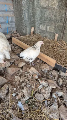 Uma galinha  e uma franga  sexxi light 