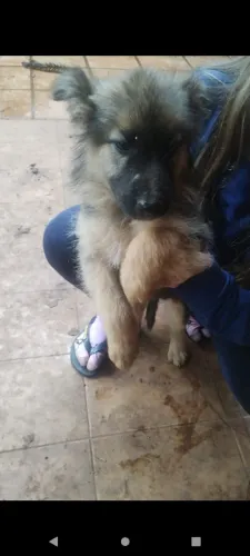 Cachorro pastor alemão 