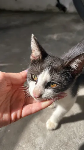 GATO MACHO FILHOTE PARA DOAÇÃO 