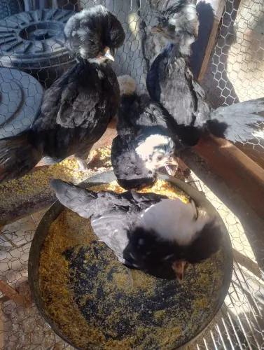 Filhotes se galinha polonesa