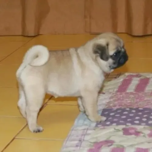 Filhotes de Pug | Filhote com encanto natural.