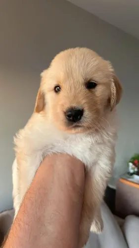golden retriever cão de guia