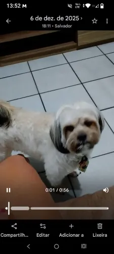 Adoção responsável 