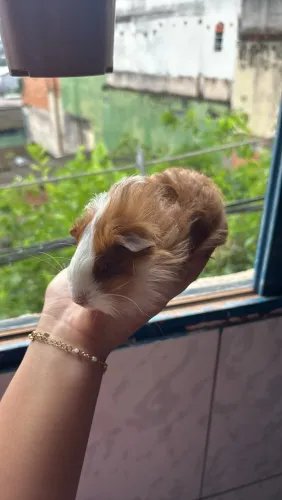 Porquinho-da-índia 