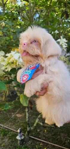 Shih-tzu Macho Lavanda Albino