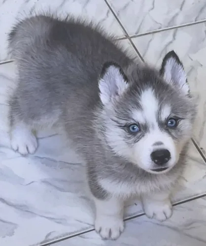 Husky Siberiano