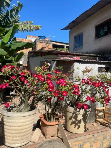 Rosa do deserto à venda *88 zap