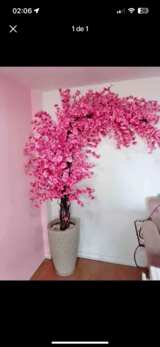 Flor de Cerejeira 