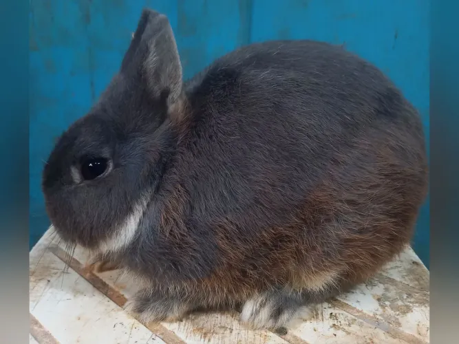 COELHO ANÃO DE NETHERLAND 