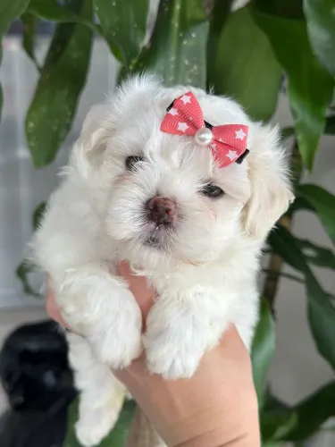 Maltês Fêmea - Bela Bonequinha.