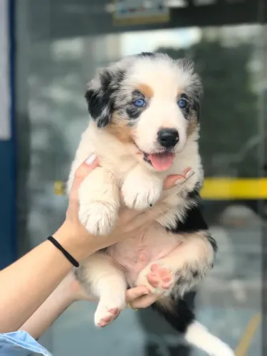 Filhotes de Border Collie com Garantia Total e Excelente Temperamento