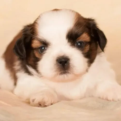 Filhotes de Shih Tzu | Um carinho que não acaba!