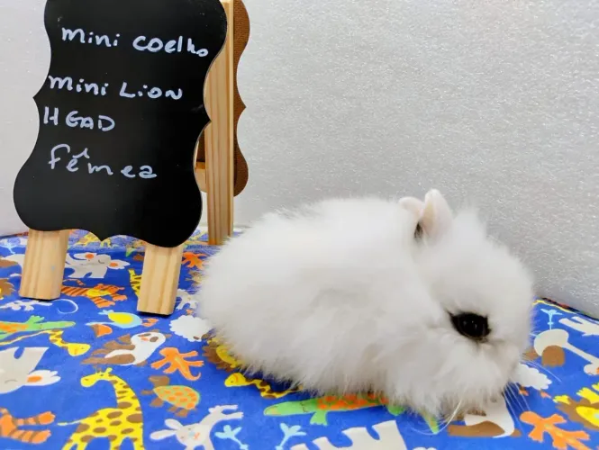 Mini Coelhos Lion Head e Netherland 