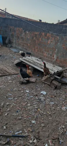 Galinhas Caipira
