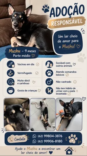ADOÇÃO RESPONSÁVEL