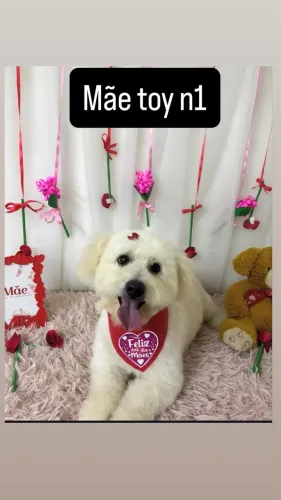 Vende-se filhote de poodle toy n1 porte pequeno