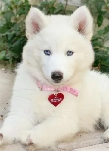 Husky Siberiano - Eles Vão Te Encantar