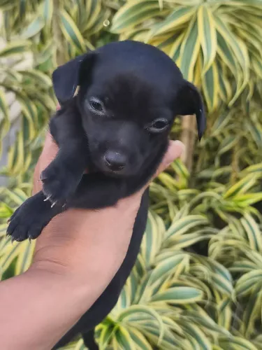 Filhote de pinscher 1 - machos
