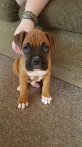 Filhotes De Boxer - O Amor Verdadeiro Tem Quatro Patas E Um Coração Enorme