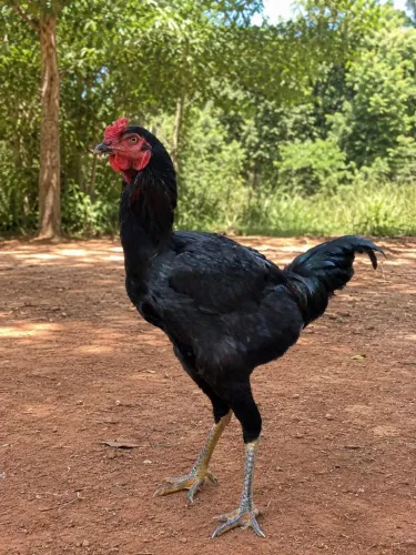 ? Galo caipira à venda ?
