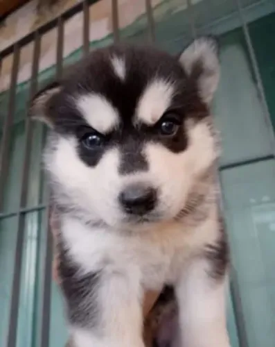 Filhote de husky siberiano o companheiro marcante que impressiona pela beleza