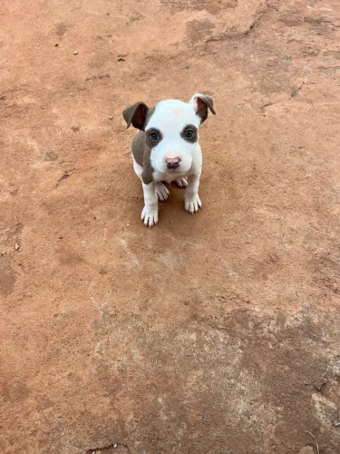 Cachorro