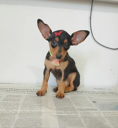 Fêmea de pinscher