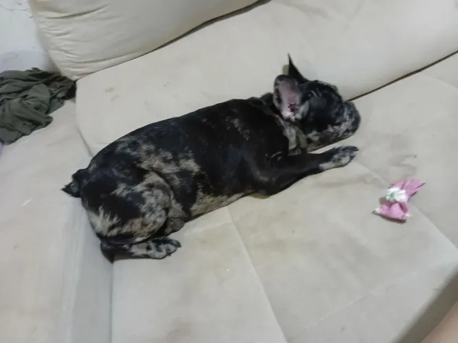Buldogue francês fêmea $3.000.zap *30