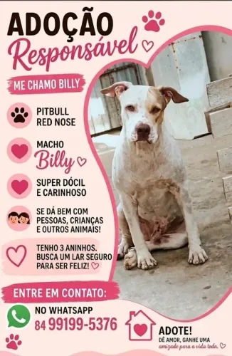 Pitbull para doação responsável 